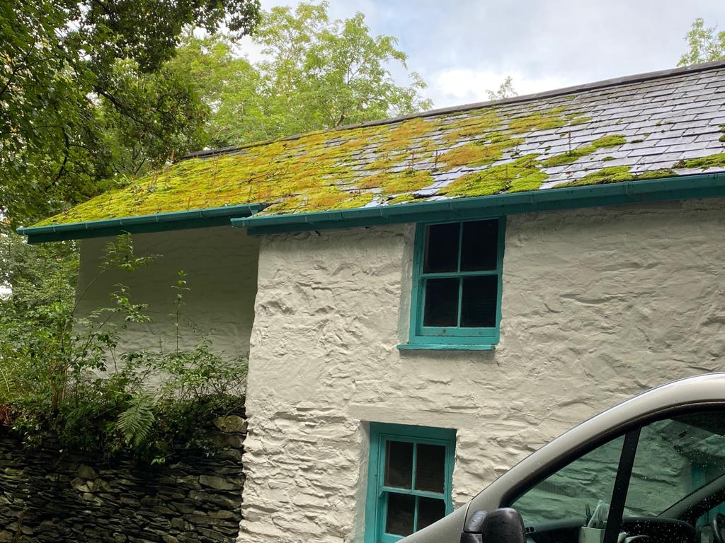 Before Moss Removal